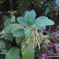 Berberis ceylanica C.K.Schneid.